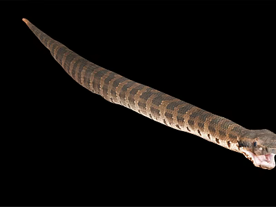 Isolated Long Brown And Black Striped Snake With Open Mouth On Black Background 3d model