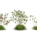 Various Ornamental Grasses With Green Foliage And Spikelet Flowers Against White Background