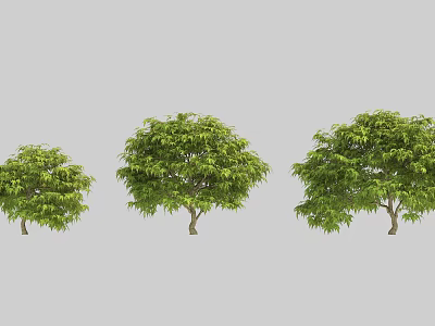 Green Leafy Arbor Trees in Three Different Sizes with Lush Canopies 3d model