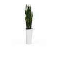 Snake Plant in White Pot with Long Green Striped Leaves for Home Decor
