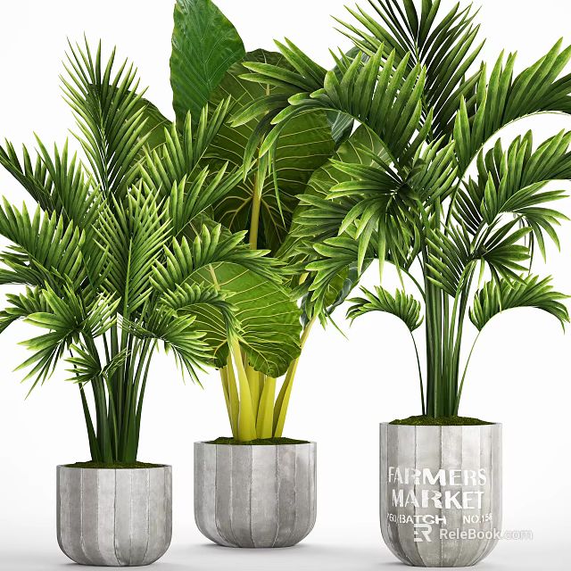Bonsai Potted Tropical Plants With Lush Green Palm Leaves In Concrete Pots 3d model 