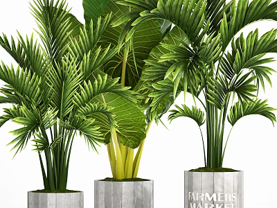Bonsai Potted Tropical Plants With Lush Green Palm Leaves In Concrete Pots 3d model