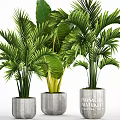 Bonsai Potted Tropical Plants With Lush Green Palm Leaves In Concrete Pots
