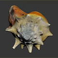 Colorful Spiky Conch Shell With Yellow White Hue On Dark Background