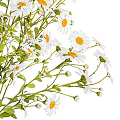 Elegant Decorative Ornament Set with Fresh White Daisies in Silver Striped Vase