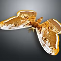Giant Moth with Brown Yellow and White Patterned Wings Featuring Prominent Eyespots Against Dark Background