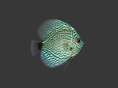 Colorful Discus Fish With Blue White Stripes Red Eyes And Intricate Patterns On Gray Background 3d model