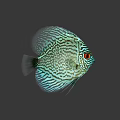 Colorful Discus Fish With Blue White Stripes Red Eyes And Intricate Patterns On Gray Background