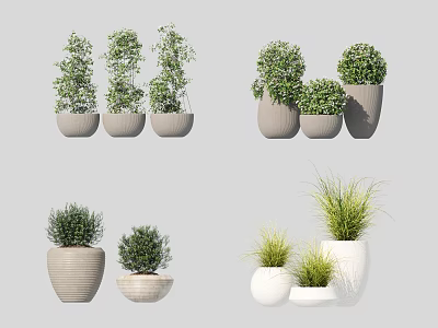 Various Bonsai Potted Plants In Ceramic Pots With Different Shapes And Green Foliage 3d model