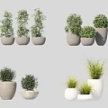 Various Bonsai Potted Plants In Ceramic Pots With Different Shapes And Green Foliage