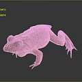 Brown Frog With Dorsal Stripe Close Up On Gray Background Shiny Skin Texture