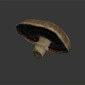 Fresh Brown Cap Mushroom With White Stem Floating On Gray Background 3d model