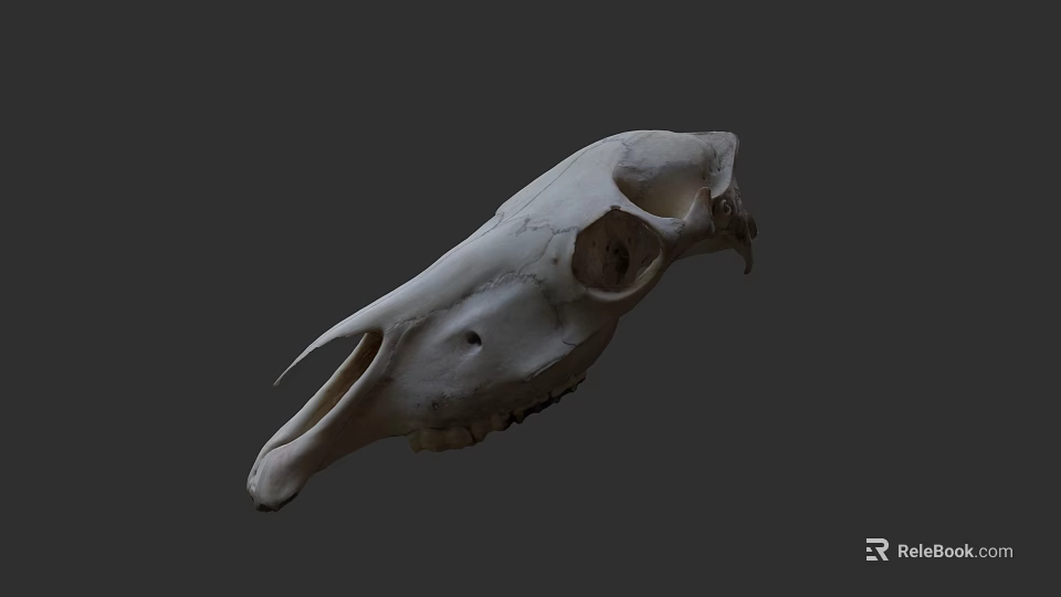 Isolated Animal Skull With Detailed Bone Structure And Natural Anatomy 3d model 