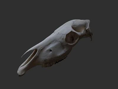 Isolated Animal Skull With Detailed Bone Structure And Natural Anatomy 3d model