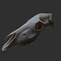 Isolated Animal Skull With Detailed Bone Structure And Natural Anatomy