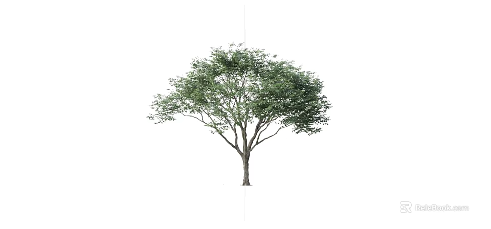 Arbor Tree With Lush Green Leaves And Thick Branches Isolated On White 3d model 