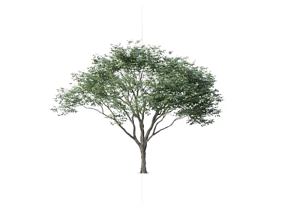 Arbor Tree With Lush Green Leaves And Thick Branches Isolated On White 3d model