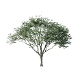Arbor Tree With Lush Green Leaves And Thick Branches Isolated On White