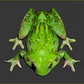 Green Frog Shiny Skin Detailed Eyes Webbed Feet on Black Glossy Surface with Reflection