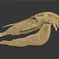 Animal Skull 3D Model With Detailed Structure Light Brown Color And Dark Background
