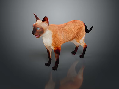 Siamese Cat With Brown And White Fur Blue Eyes Standing On Gray Background With Reflection 3d model
