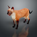 Siamese Cat With Brown And White Fur Blue Eyes Standing On Gray Background With Reflection