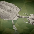 Anatomical Turtle Skeleton Display With Detailed Carapace On Green Geometric Background