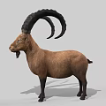 Realistic Brown Goat With Large Curved Horns Standing On Gray Background