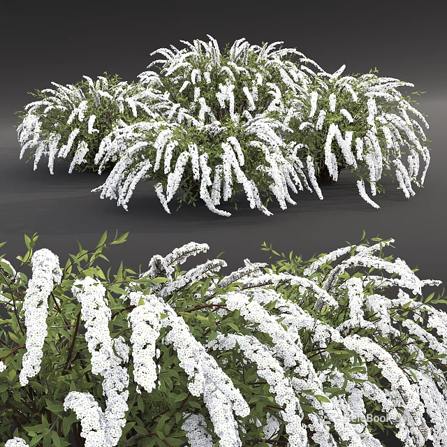 Lush Flowering Shrubs in Full Bloom with White Flowers and Green Leaves 3d model 
