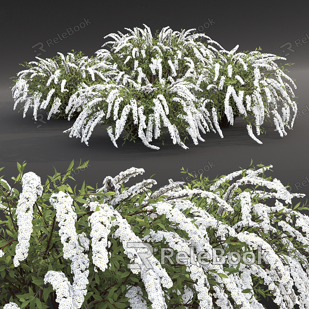 Modern Shrub Plant Shrub model