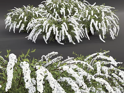 Lush Flowering Shrubs in Full Bloom with White Flowers and Green Leaves 3d model