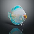 Colorful Discus Fish With White Body Blue Fins Red Eyes And Reflection On Dark Background