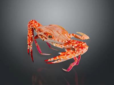 Fresh Orange White Spotted Crab With Red Legs Claws On Gray Reflective Background 3d model