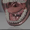 Anatomical 3D Human Mouth Model With Open Teeth And Extended Tongue