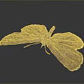 Detailed Delicate Brown Butterfly With Textured Wings On Dark Background