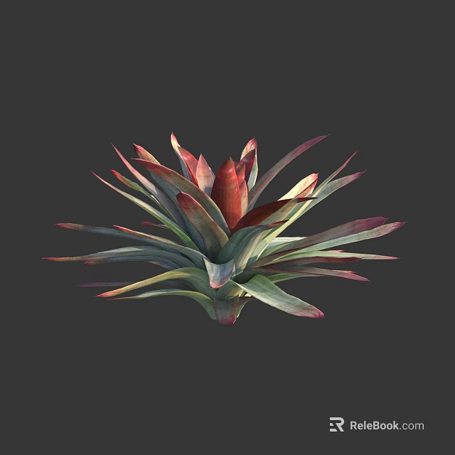 Vibrant Succulent Plant With Red And Green Fleshy Leaves In Rosette Shape For Indoor 3d model 