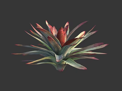 Vibrant Succulent Plant With Red And Green Fleshy Leaves In Rosette Shape For Indoor 3d model