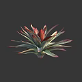 Vibrant Succulent Plant With Red And Green Fleshy Leaves In Rosette Shape For Indoor