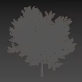 Tall Deciduous Tree With Vibrant Autumn Foliage And Lush Canopy In Natural Scene