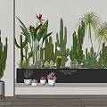 Potted Cacti and Succulent Plants for Indoor Decor with White Pots and Wall Planter
