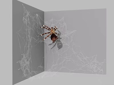 Small Reptile Lizard Resting in Corner with Spider Web and Gray Walls 3d model