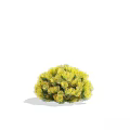 Various Green And Yellow Rounded Bushy Shrubs With Dense Leafy Foliage