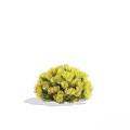 Modern Shrub Shrub Taxus 3d model