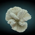 White Ruffled Flower Like Coral Aquatic Animal With Delicate Structure On Dark Background
