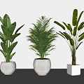 Different Types of Potted Green Plants in White Pots for Indoor Decoration