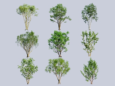 Cluster trees, multi-headed trees, modeling trees, tallow trees, Chinese-style trees, large trees model