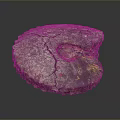 Chi chrysanthemum stone ancient fossil stone chrysanthemum fossil items 3d model