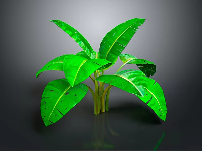 Banana Leaf Plant With Large Green Leaves And Green Stems On Dark Background 3d model