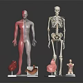 Human Limb and Organ Anatomical Models Featuring Skeleton Muscle and Internal Organs