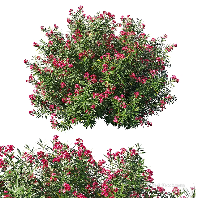 Lush Garden Shrub With Dense Green Foliage And Vibrant Red Blossoms 3d model 
